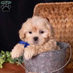 Storm, Teddy Bear Puppy